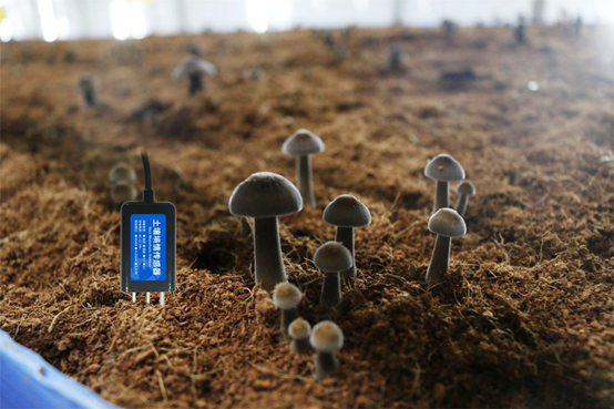 菌菇智能养殖监控系统应用