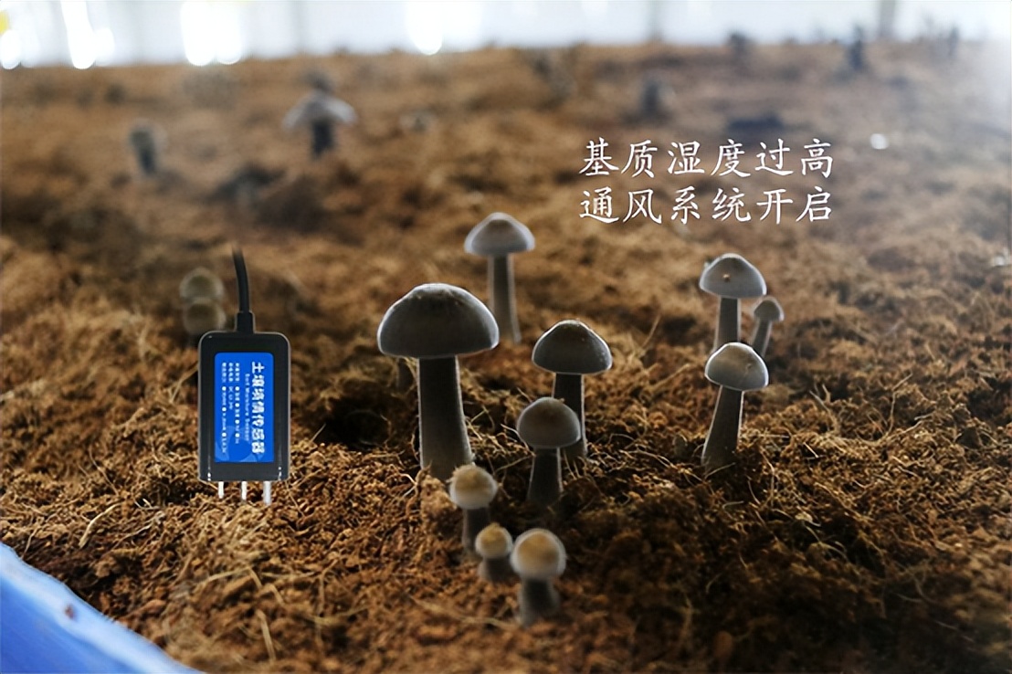 菌菇种植智能监控系统，菌茹通风系统