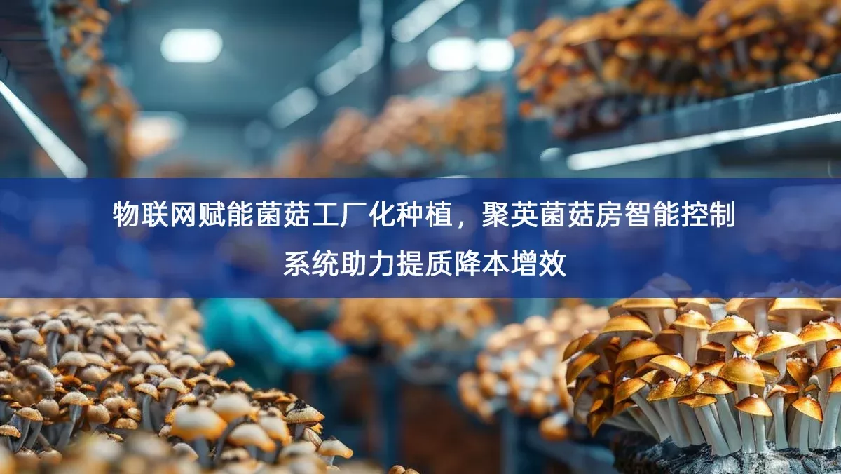 物联网赋能菌菇工厂化种植，聚英菌菇房智能控制系统助力提质降本增效