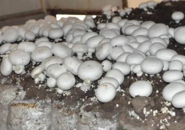 聚英菌菇种植智能监控系统方案，实现工厂化规模种植